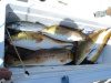 Mississippi Fishing Charters